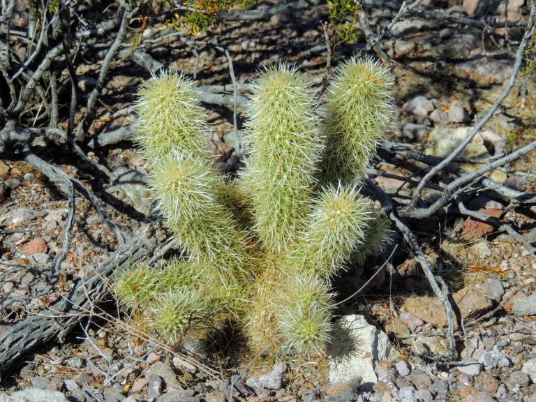 Expanding Chain Cholla Cacti In The Garden|TakeSeeds.com