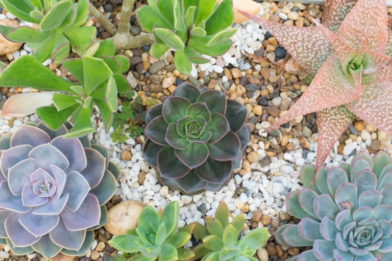 Southwestern Succulent Planting Guide– When To Plant Succulents In The Southwest|TakeSeeds.com