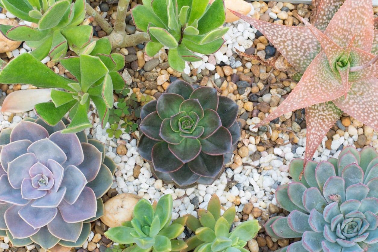 1543063210 southwestern succulent planting guide when to plant succulents in the southwest takeseeds com - Southwestern Succulent Planting Guide-- When To Plant Succulents In The Southwest|TakeSeeds.com