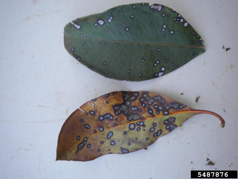 Dealing With Sick Mountain Laurels– Learn About Common Mountain Laurel Diseases|TakeSeeds.com