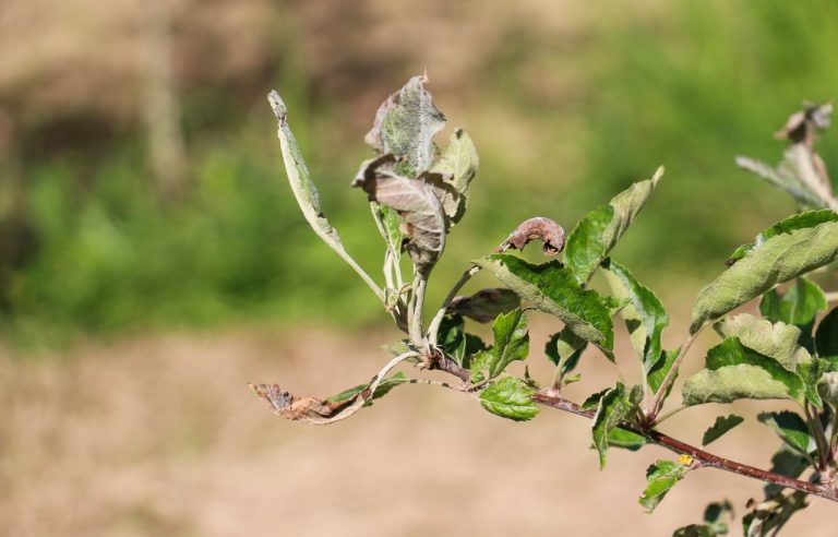Just How To Treat Apple Trees With Powdery Mildew|TakeSeeds.com