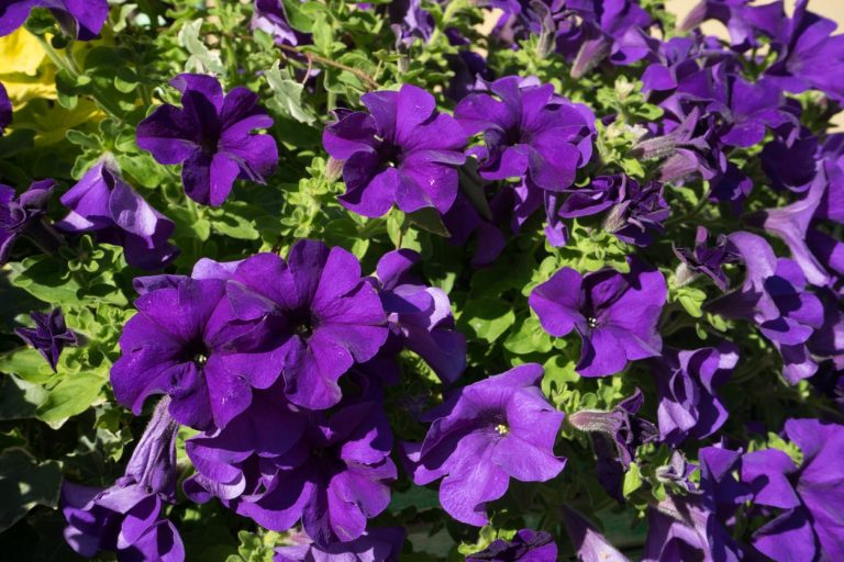 Popular Purple Petunia Cultivars– Growing Petunias That Are Purple|TakeSeeds.com