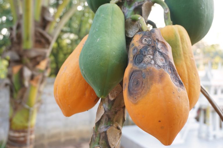 Dealing With Papayas With Anthracnose– How To Control Anthracnose On Papaya Trees|TakeSeeds.com