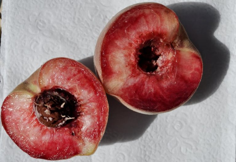 Exactly How To Grow Indian Blood Peach Trees|TakeSeeds.com