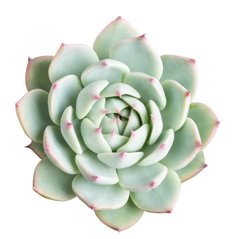 Just how To Care For Echeveria Parva Plants|TakeSeeds.com