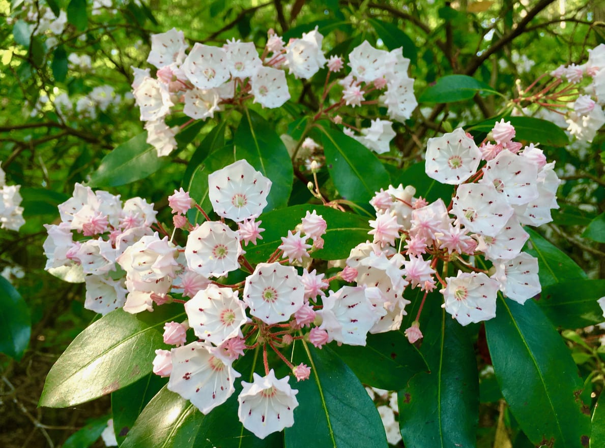 1543668871 mountain laurel water needs tips for watering mountain laurel bushes takeseeds com - Hill Laurel Water Needs-- Tips For Watering Mountain Laurel Bushes|TakeSeeds.com