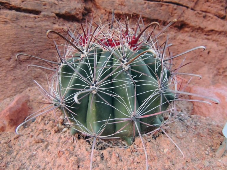 Carin For Arizona Barrel Cacti In Gardens|TakeSeeds.com