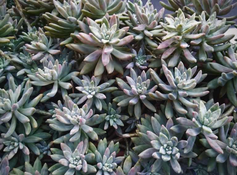Exactly How To Grow Little Jewel Succulent Plants|TakeSeeds.com