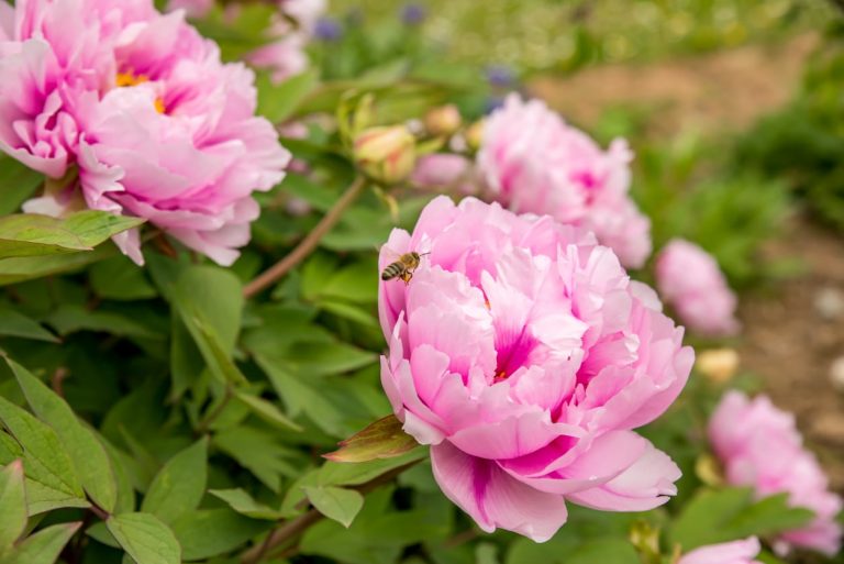 Pink Peony Varieties– Selecting Pink Peony Flowers For The Garden|TakeSeeds.com