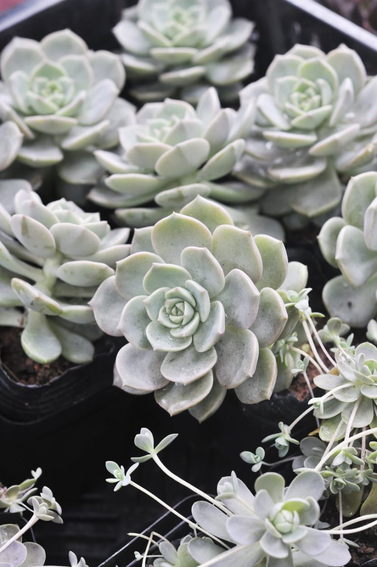 Find out about The Care Of Porcelain Plant Succulents|TakeSeeds.com