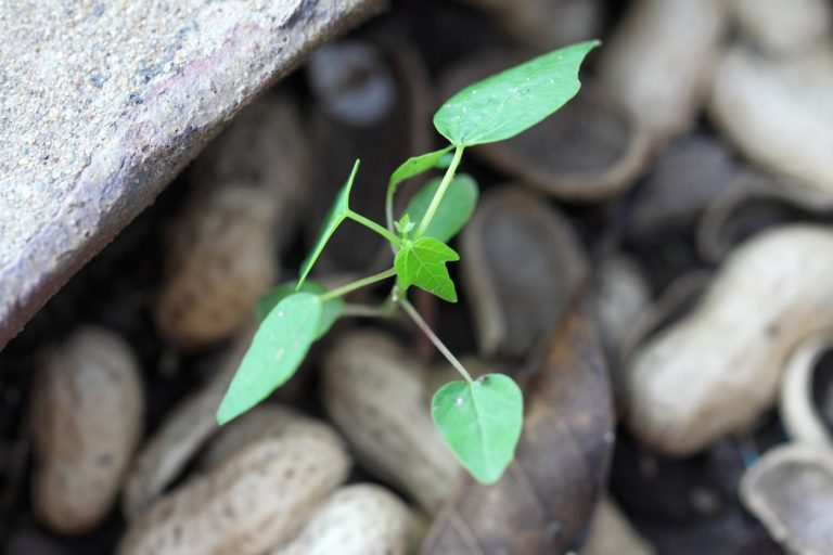 Papaya Damping Off Problems– Reasons For Damping Off Of Papaya Seedlings|TakeSeeds.com
