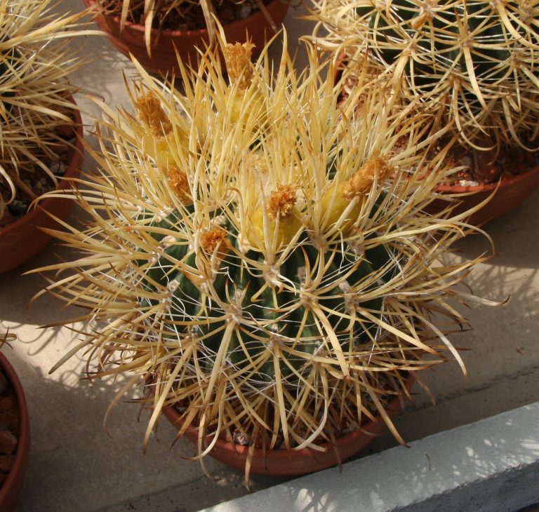 Ferocactus Chrysacanthus Care– Growing Ferocactus Chrysacanthus Cactus Plants|TakeSeeds.com