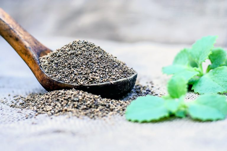 What Is Ajwain– How To Grow Carom Herbs In The Garden|TakeSeeds.com