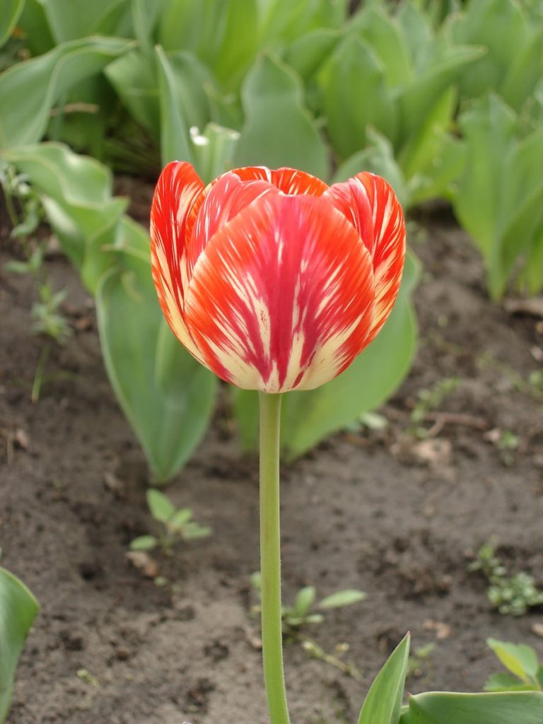 Learn More About Rembrandt Tulip History|TakeSeeds.com