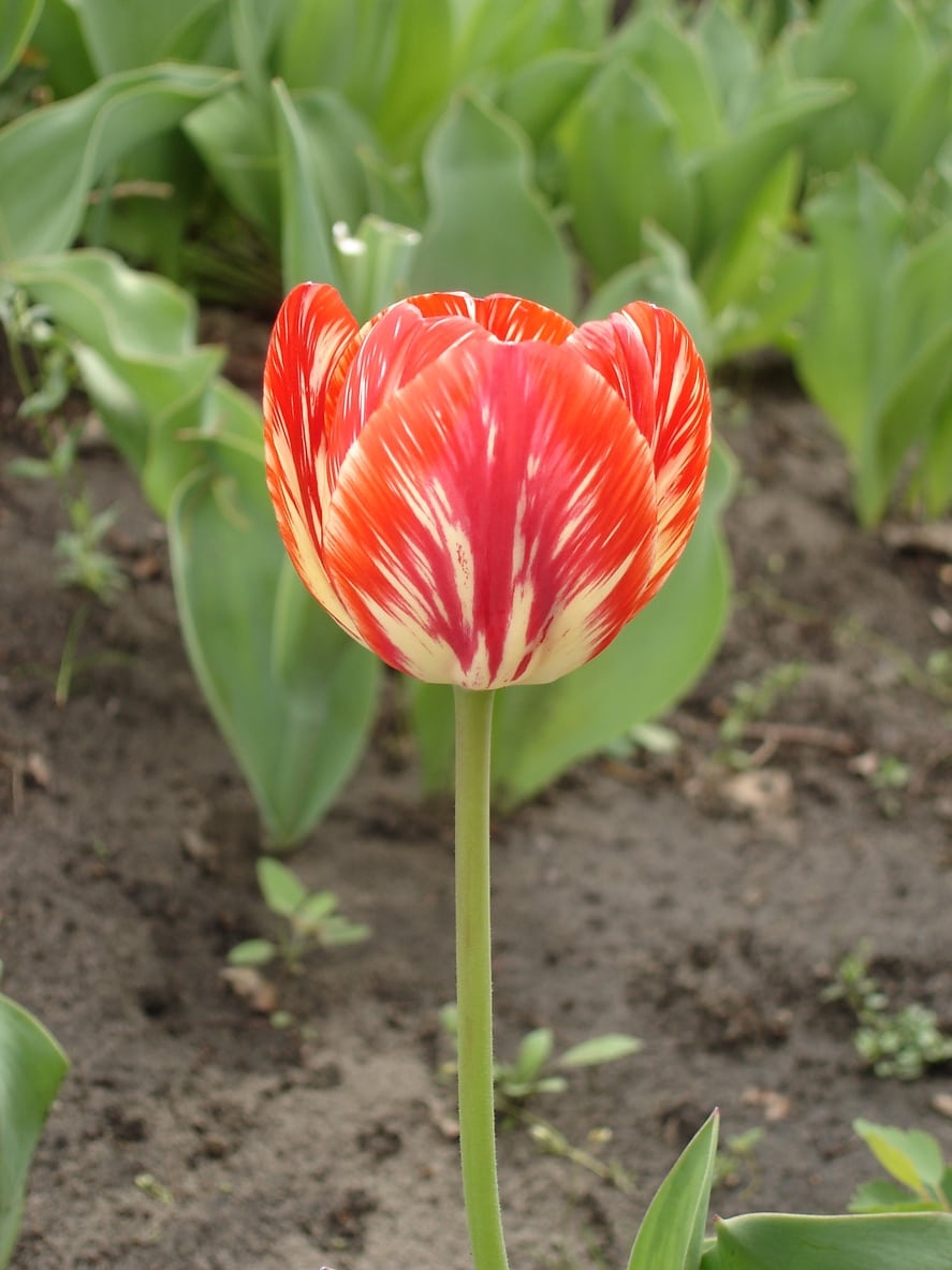 1544447894 learn about rembrandt tulip history takeseeds com - Learn More About Rembrandt Tulip History|TakeSeeds.com
