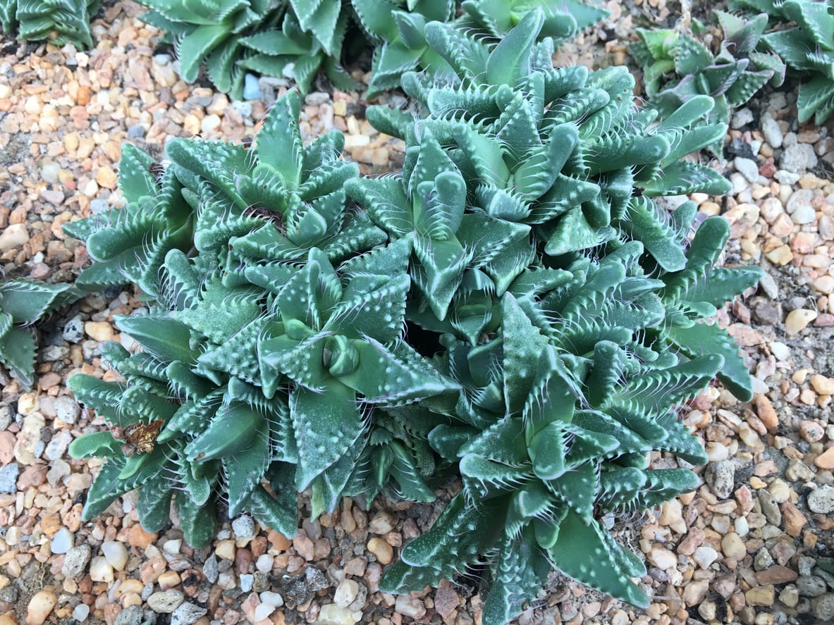 1544491171 faucaria succulent plants learn how to grow a tiger jaws plant takeseeds com - Faucaria Succulent Plants-- Learn How To Grow A Tiger Jaws Plant|TakeSeeds.com