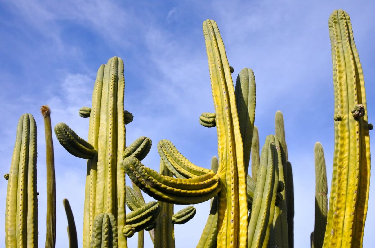 Sorts Of Stenocereus Cacti: Information About Stenocereus Cactus ...
