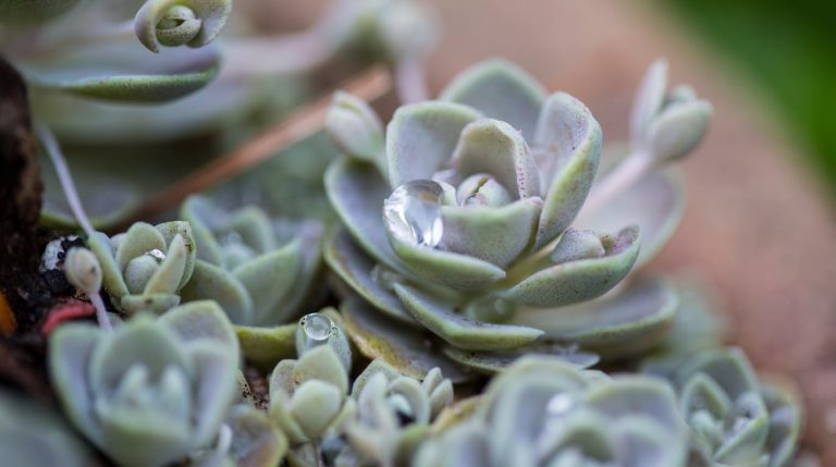 Taking Care Of Sedeveria Plants– Learn About Growing Sedeveria Succulents|TakeSeeds.com