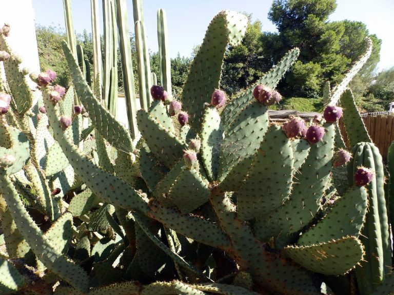 Cow’s Tongue Prickly Pear– Information About Growing Cow’s Tongue Cactus|TakeSeeds.com