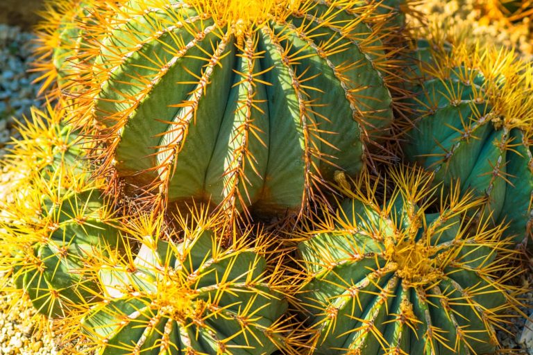 Discover How To Grow A Blue Barrel Cactus|TakeSeeds.com