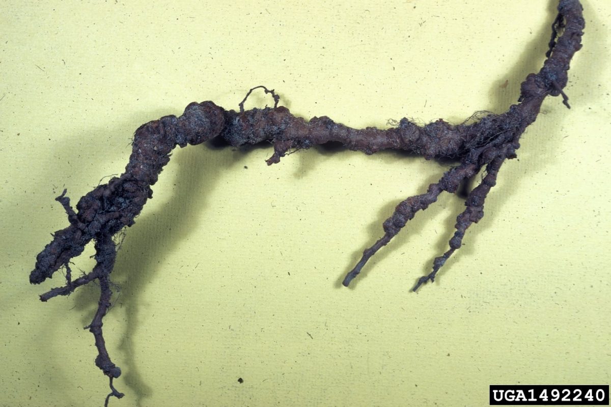 exactly-how-to-treat-root-knot-nematodes-of-peach-trees-takeseeds