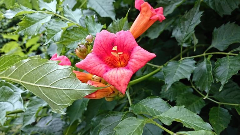 What Is A Madame Galen Vine– Growing A Madame Galen Trumpet Creeper|TakeSeeds.com
