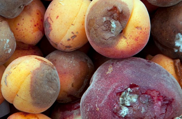 What Causes Apricot Rhizopus Rot– Learn About Rhizopus Rot Of Apricot Trees|TakeSeeds.com