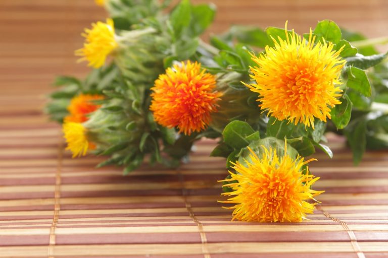 When To Pick Safflowers  TakeSeeds.com