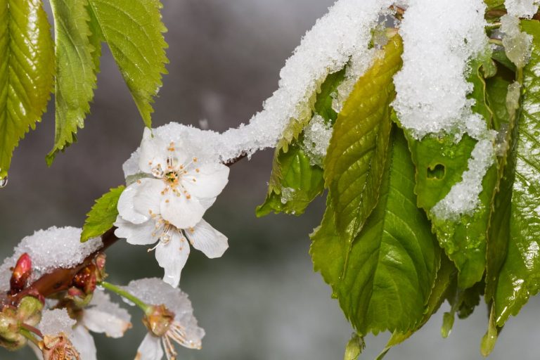 Chilling Requirements For Cherry Trees– Chill Hours For Cherry Fruit Set|TakeSeeds.com