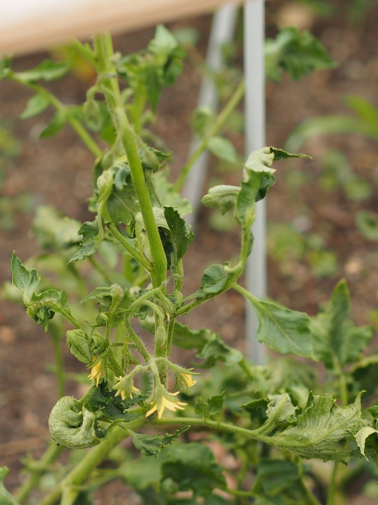 Tomato Plants With Fusarium Wilt– Treating Fusarium Wilt Of Tomatoes|TakeSeeds.com