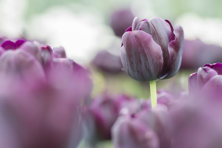 Home Tulip Care And Growing Guide|TakeSeeds.com