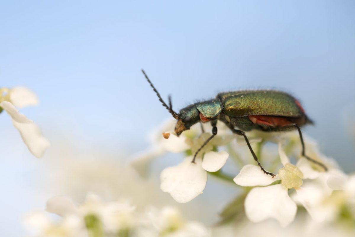 Exactly How To Kill Bugs That Eat Caraway PlantsTakeSeeds