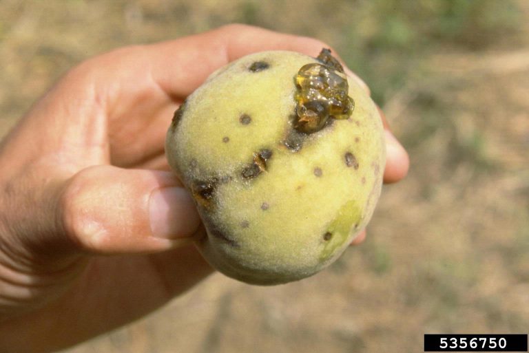 What Causes Peach Shot Hole Disease– Tips For Treating Peach Shot Hole Disease|TakeSeeds.com