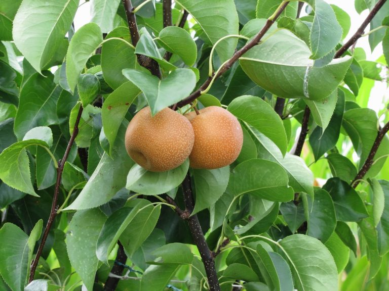 Just How To Grow Ichiban Nashi Asian Pears|TakeSeeds.com