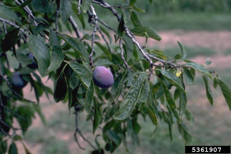 Trim Dwarf Virus Of Stone Fruit Trees– How To Stop Prune Dwarf Virus|TakeSeeds.com