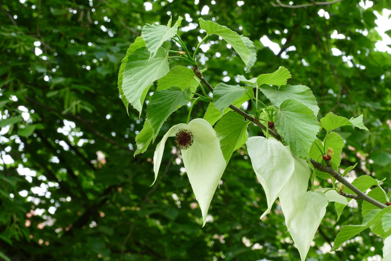 1546827326 what to do when your dove tree isnt flowering takeseeds com - When Your Dove Tree Isn't Flowering  TakeSeeds.com