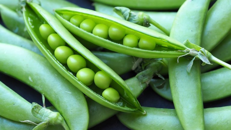 Tips For Growing Misty Peas In The Garden|TakeSeeds.com