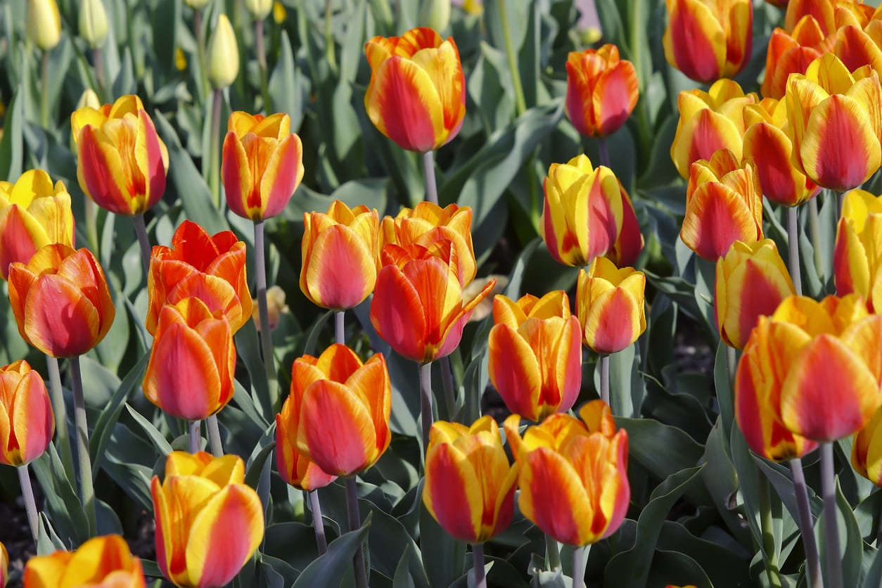 1547130171 what are fosteriana tulips how to grow fosteriana tulips in the garden takeseeds com - What Are Fosteriana Tulips-- How To Grow Fosteriana Tulips In The Garden|TakeSeeds.com