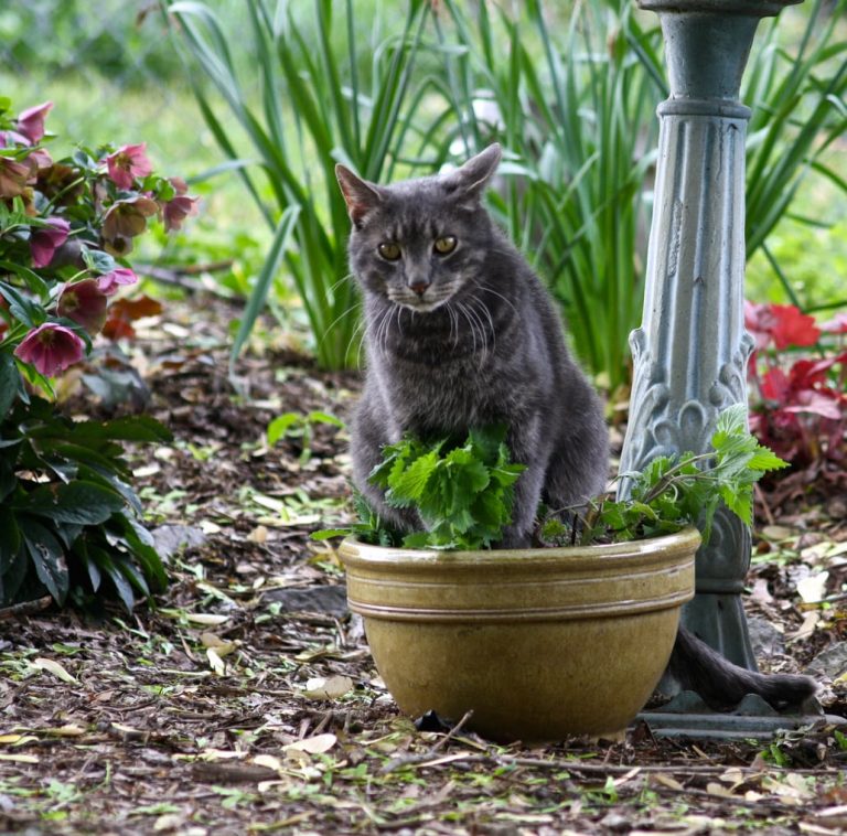 Does Catnip Attract Cats To Your Garden|TakeSeeds.com