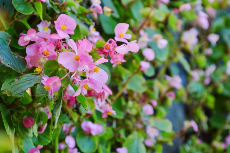 Find Out About Fertilizing Tuberous Begonia Flowers|TakeSeeds.com
