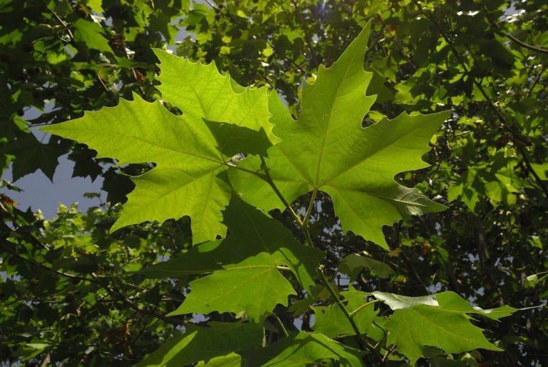 Exactly how To Grow A Plane Tree From Cuttings|TakeSeeds.com