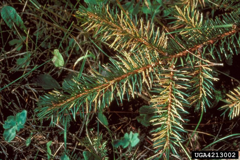 Acknowledging Spruce Needle Rust Symptoms|TakeSeeds.com