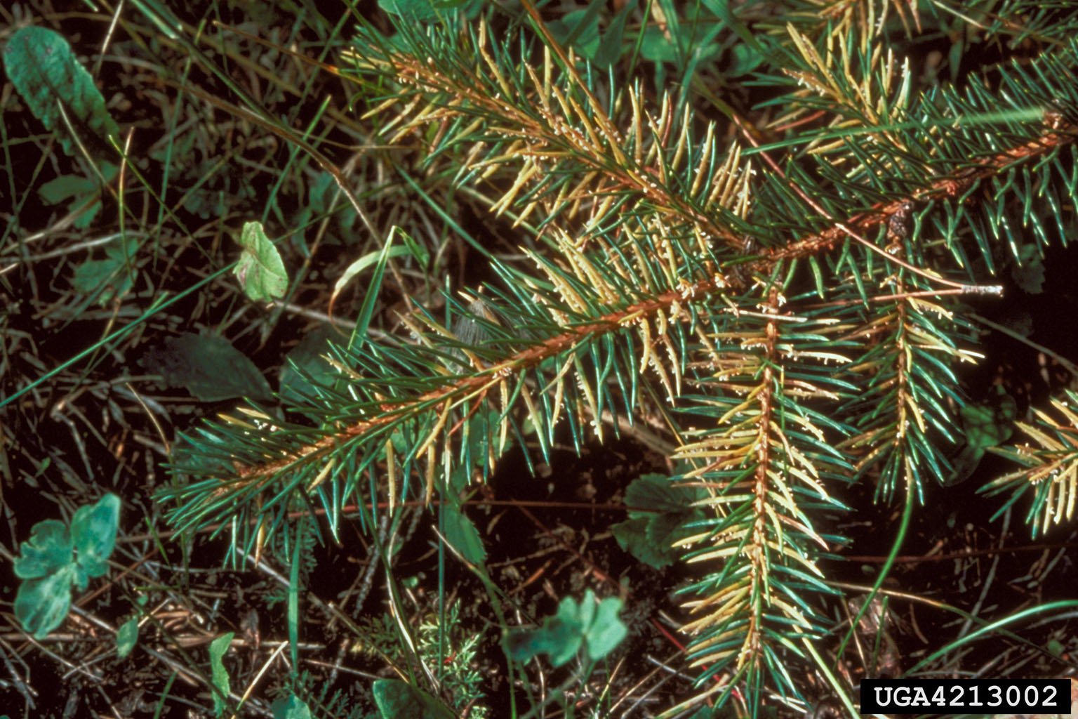 1547735983 recognizing spruce needle rust symptoms takeseeds com - Acknowledging Spruce Needle Rust Symptoms|TakeSeeds.com