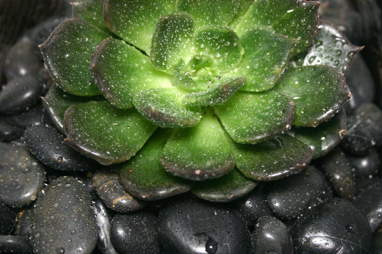 1547822452 learn about black prince echeveria care takeseeds com - Find Out About Black Prince Echeveria Care|TakeSeeds.com