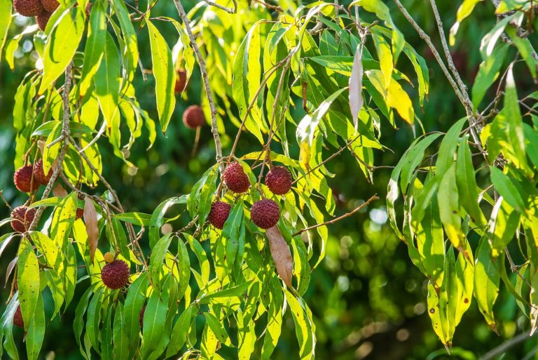 My Lychee Won’t Produce Fruit– Learn How To Make A Lychee Tree Fruit|TakeSeeds.com