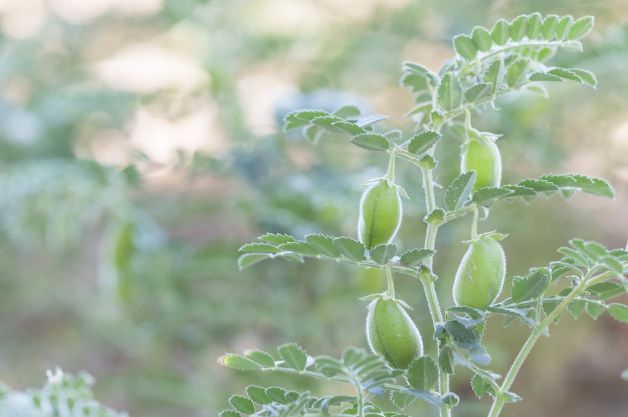1548255113 learn about garbanzo bean care in the garden takeseeds com - Discover Garbanzo Bean Care In The Garden|TakeSeeds.com