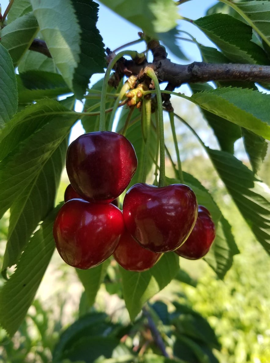 1548298410 romeo cherry fruit trees how to grow romeo cherries takeseeds com - Romeo Cherry Fruit Trees-- How To Grow Romeo Cherries|TakeSeeds.com