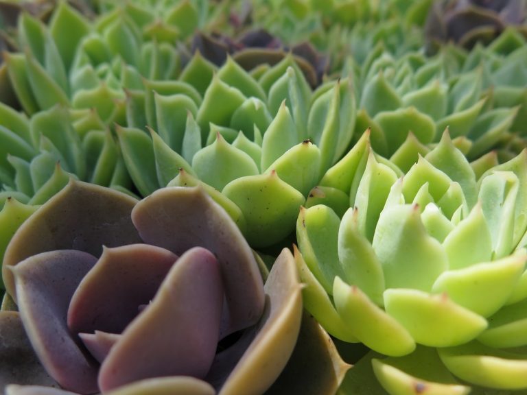 Find Out About Peacock Echeveria Succulent Care|TakeSeeds.com