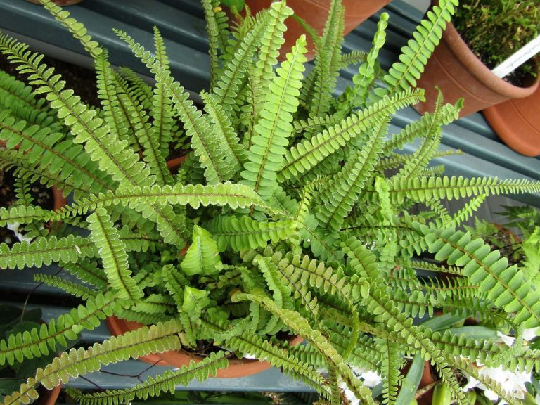 Exactly how To Care For Lemon Button Fern Plants|TakeSeeds.com