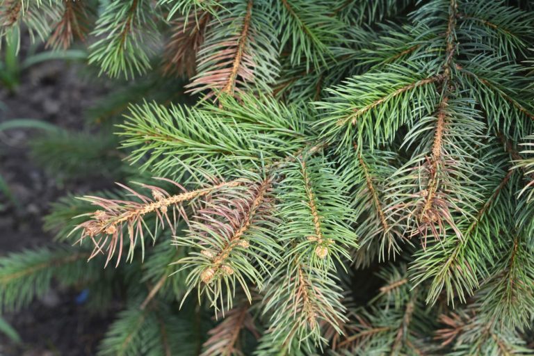 My Tree’s Needles Are Changing Color– Reasons For Brown Conifer Needles|TakeSeeds.com